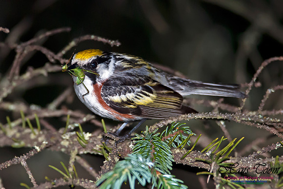 Chestnut-sided Warbler