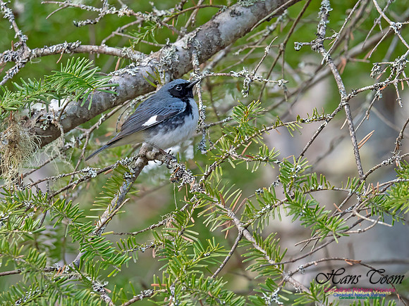 Black-throated Blue Warbler 1