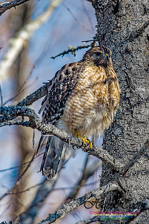 Red-shouldered Hawk 703 copy