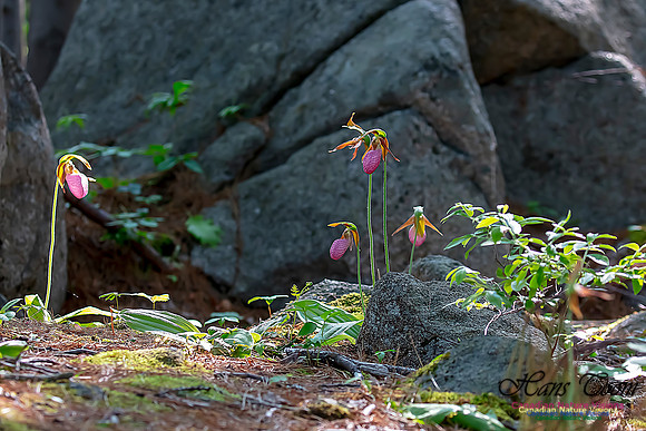 Pink Lady's Slipper Orchid 222