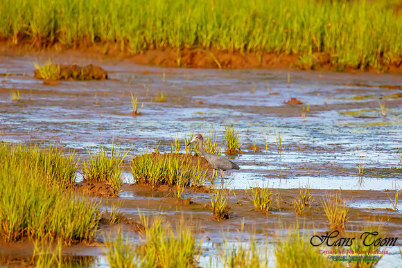 Little Blue Heron 122
