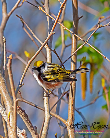 Chestnut-sided Warbler 2
