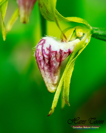 Ram's Head Orchid 103