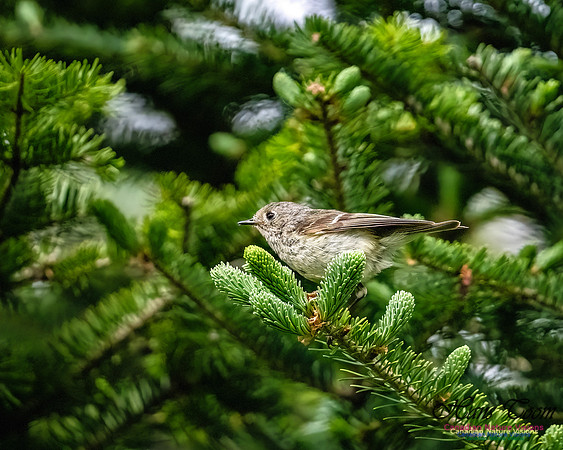 Ruby-crowned Kinglet 104