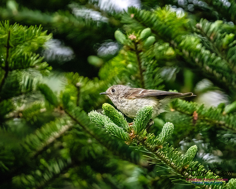 Ruby-crowned Kinglet 104