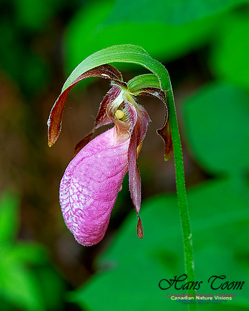 Pink Lady's Slipper Orchid 208