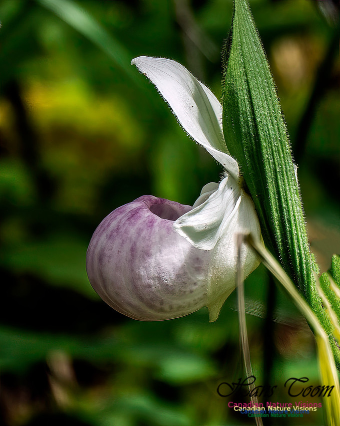 Showy Lady's Slipper Orchid 157