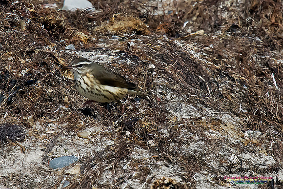 Louisiana Waterthrush
