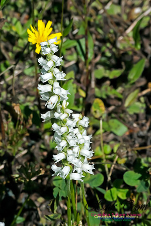 Nodding Ladies Tresses Orchid