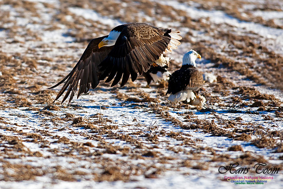 BaldEagle75