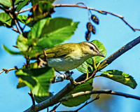 Red-eyed Vireo
