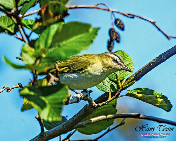 Red-eyed Vireo 100