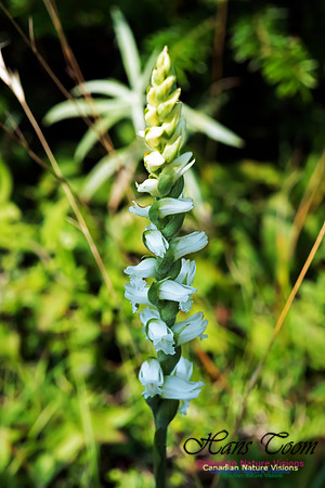 Nodding Ladies Tresses Orchid