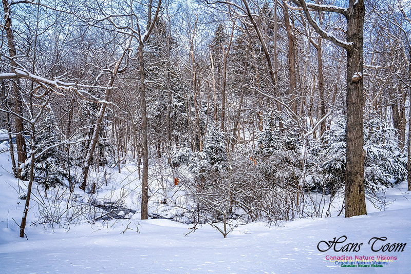 Some Winter Scenes 112