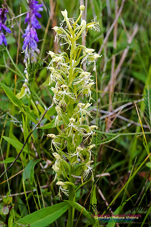 Ragged Fringed Orchid