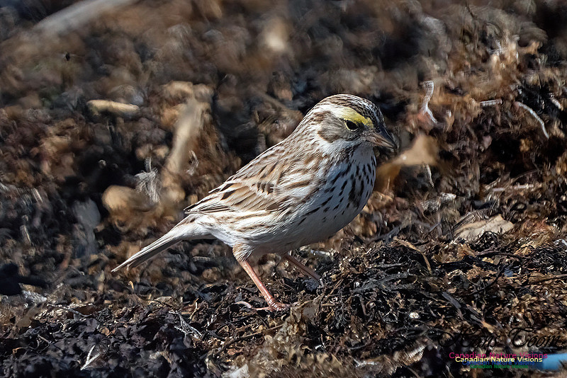 Ipswich Sparrow 763