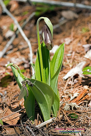 Pink Ladys Slipper Orchid
