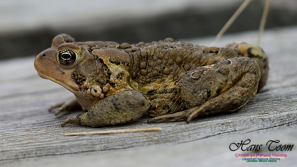 Eastern Toad 101