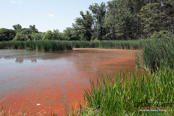 Miner's Marsh 51