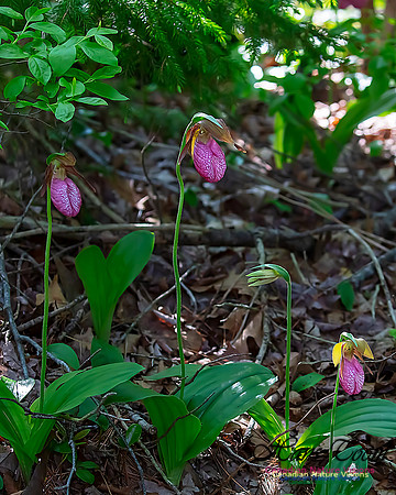 Pink Lady's Slipper Orchid 209
