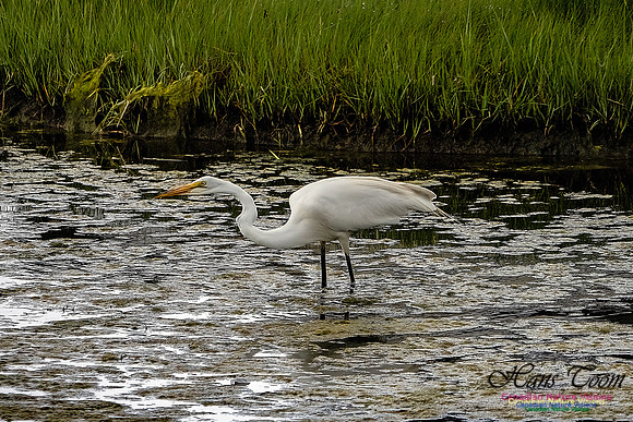 Great Egret 410