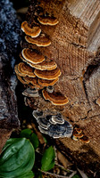 A Walk Among the woodland Fungi