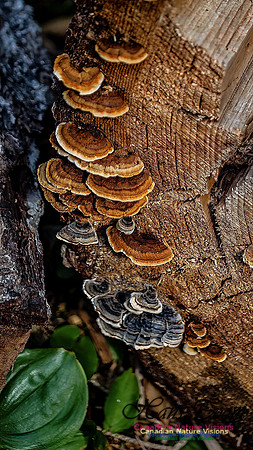 Fungi Walk 100