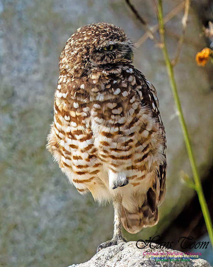 Burrowing Owl 407