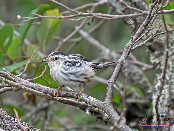 Black-and-White Warbler 1