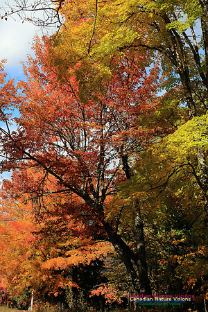 FallColours2016-1030