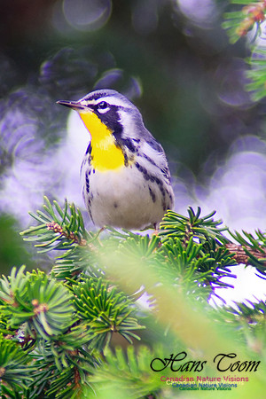 Yellow-throated Warbler 3