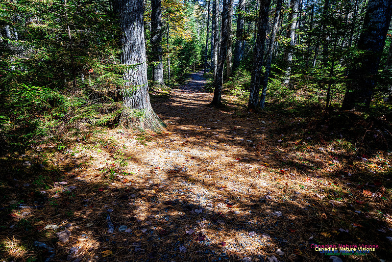 Woodland Stroll 121