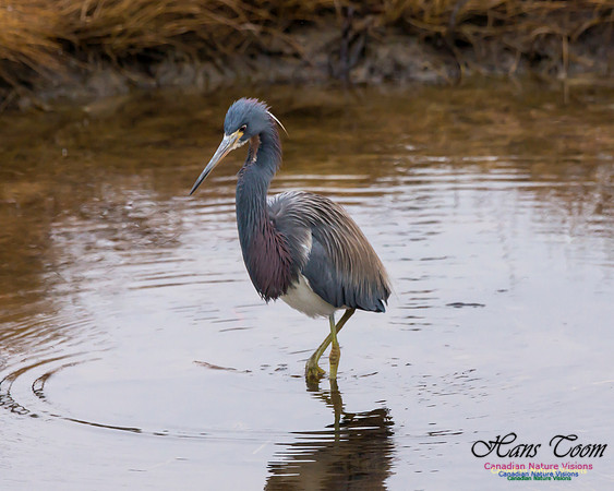 Tricoloured Heron 48