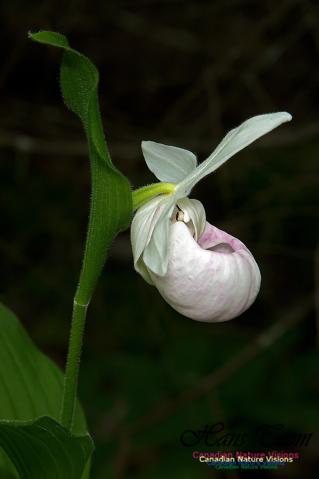 Showy Ladys Slipper Orchid