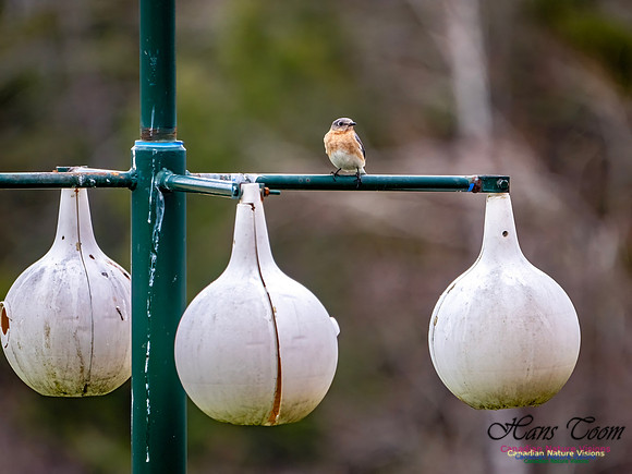 Eastern Bluebird 703