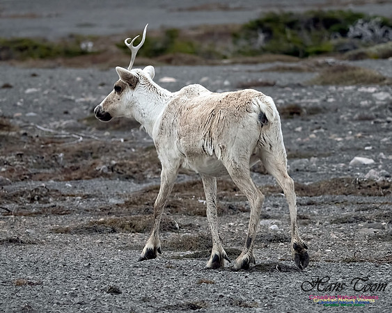 Caribou 202