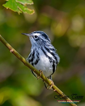 Black-and-White Warbler 207