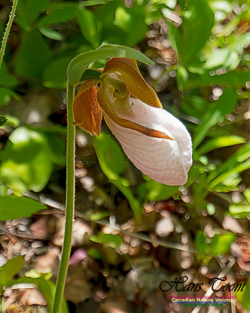 Pink Lady's Slipper Orchid 2020 6