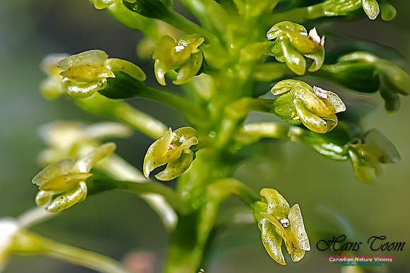Green Adder's Mouth Orchid