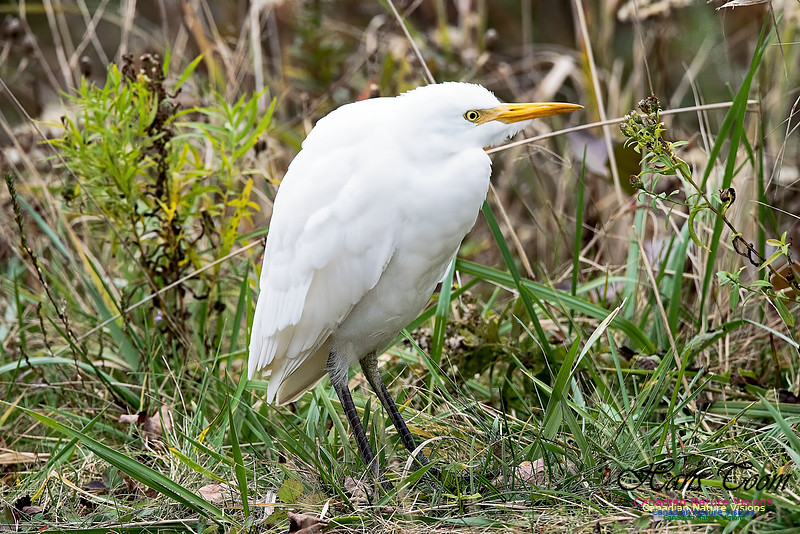 Cattle Egret