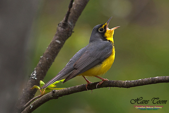 Canada Warbler