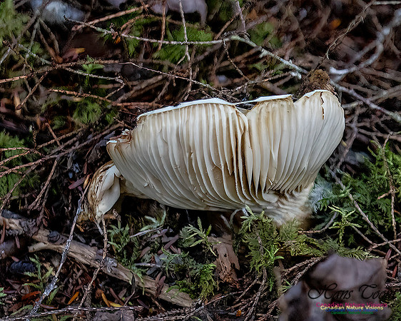 Fungi Walk 103