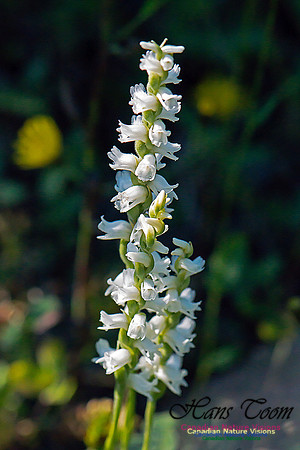 Nodding Ladies Tresses Orchid