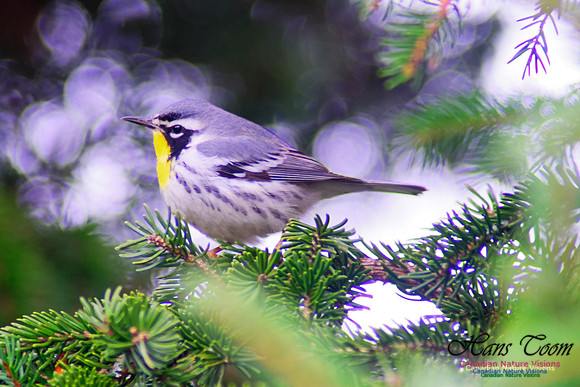 Yellow-throated Warbler 2