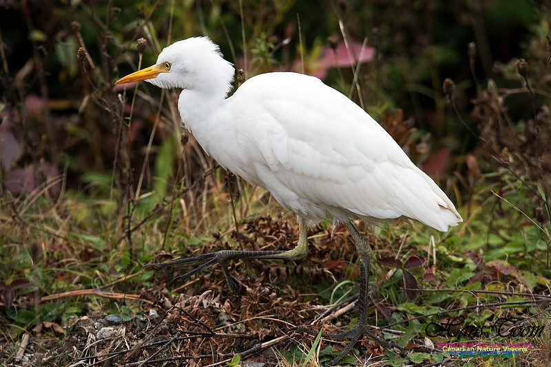 Cattle Egret