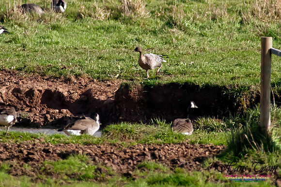 Pink-footed Goose