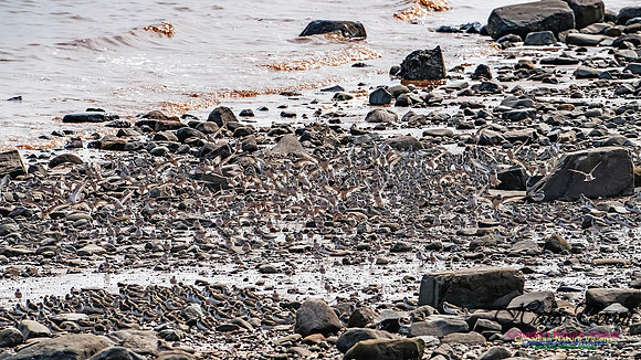 Evangeline Beach Shorebirds 2025 107