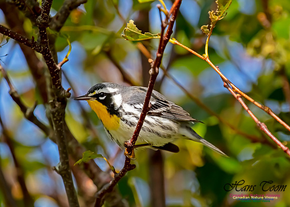 Yellow-throated Warbler 100