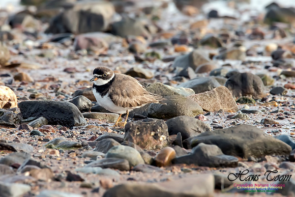 Semipalmated Plover