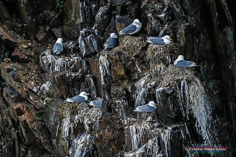 Elliston and Atlantic Puffins 109